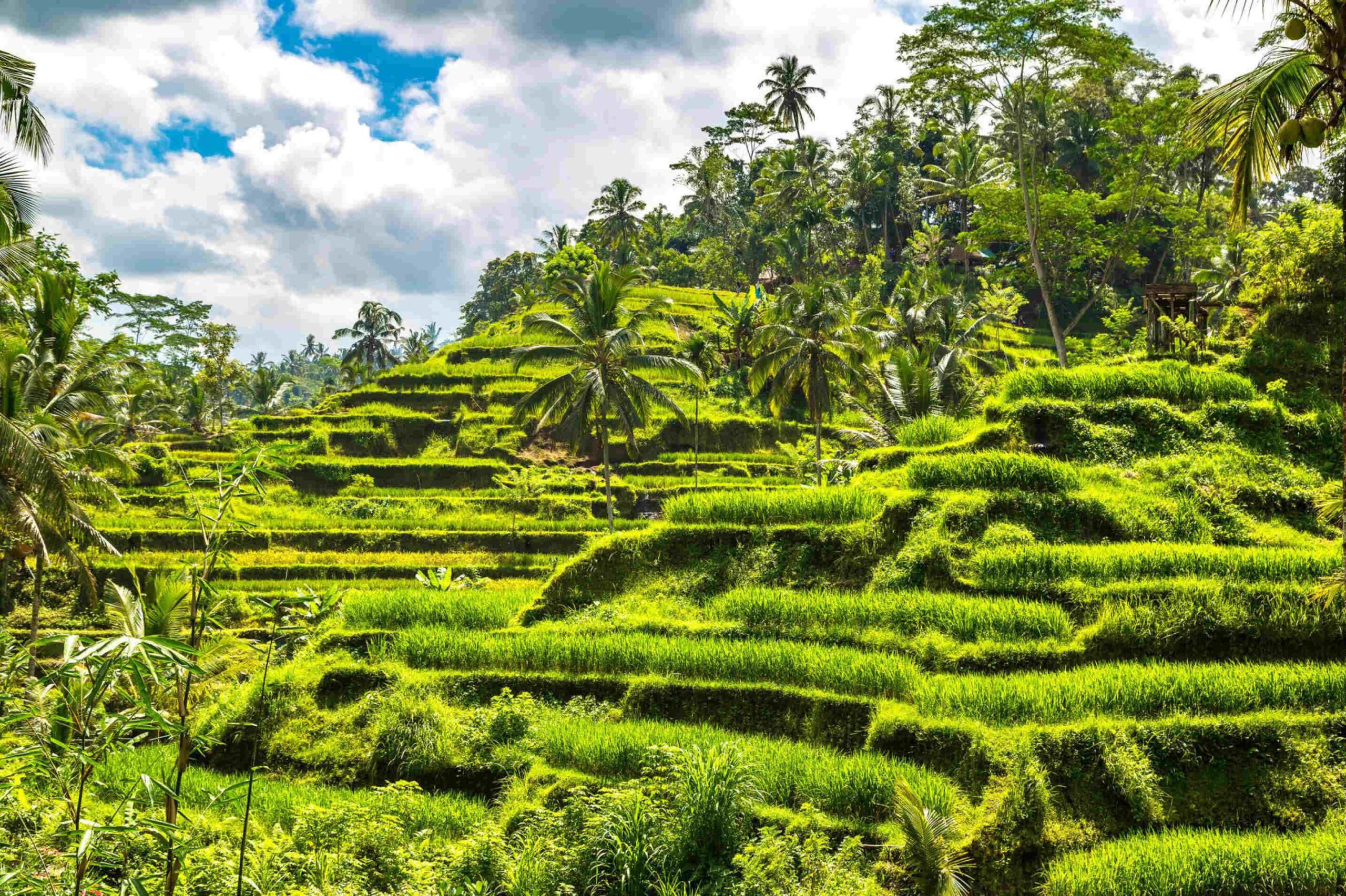 Tegallalang rice terrace